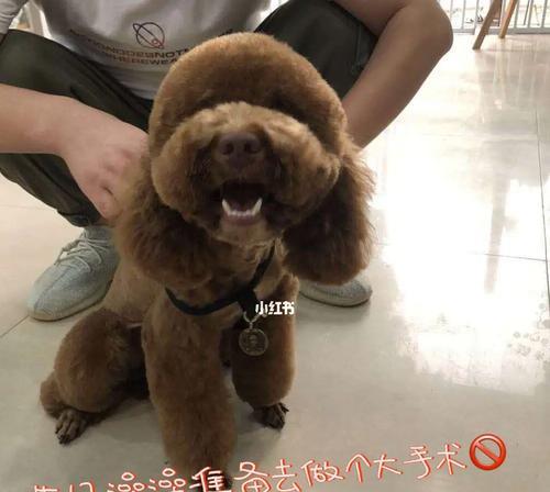 狗狗绝育后恢复正常需要多长时间？（了解狗狗绝育手术后恢复的过程和时间）