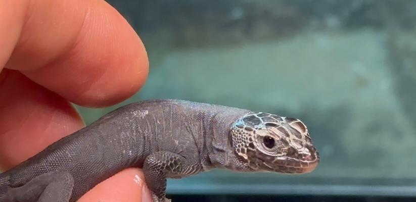 探索十大受欢迎的宠物蜥蜴界的王者（揭秘爬宠世界中最受欢迎的宠物蜥蜴，挖掘这些独特生物的魅力！）