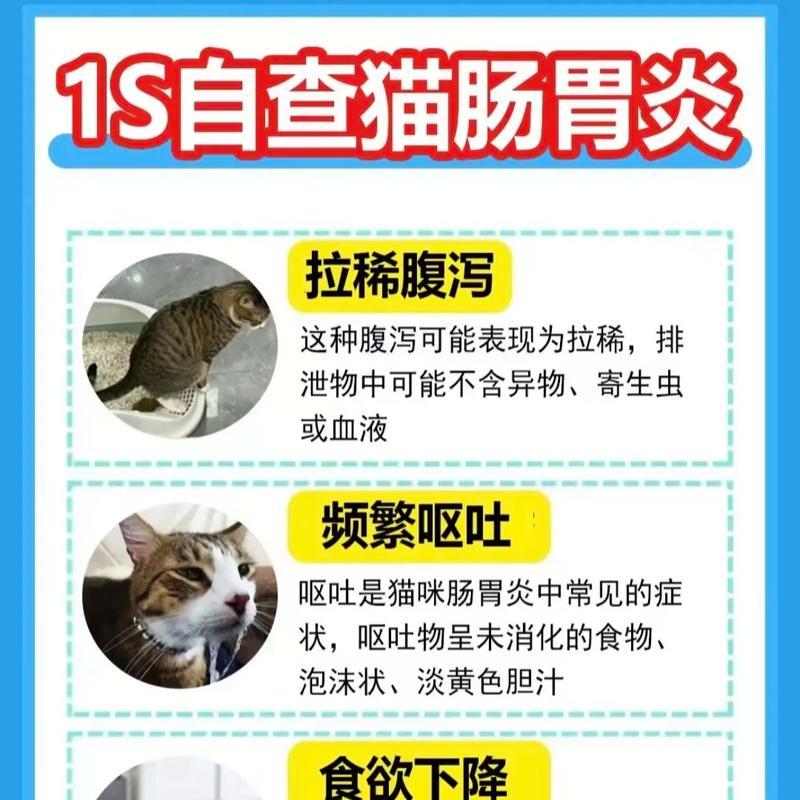 猫咪肠炎药物使用频率对比及最佳方案选择