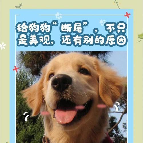 狗狗的断尾时间（探讨狗狗断尾的适宜时机与注意事项）