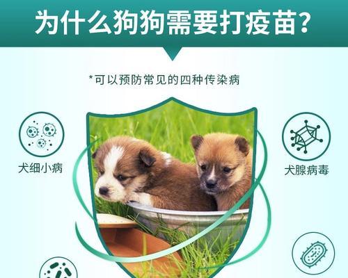 狗狗细小疫苗接种时间及注意事项（了解狗狗细小疫苗接种的最佳时机及防护措施）