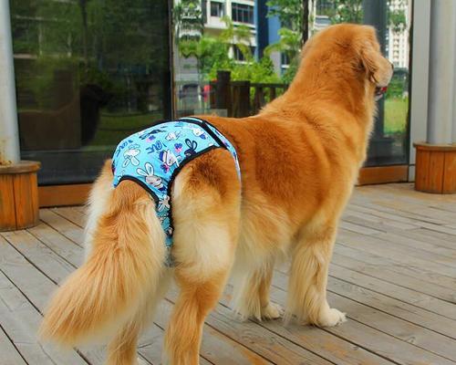 金毛狗的月经周期及管理方法（金毛月经周期、生理特征及护理方法详解）