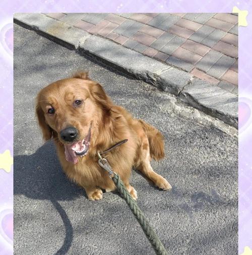 狗狗拉稀不容忽视（了解拉稀的原因及应对方法，）