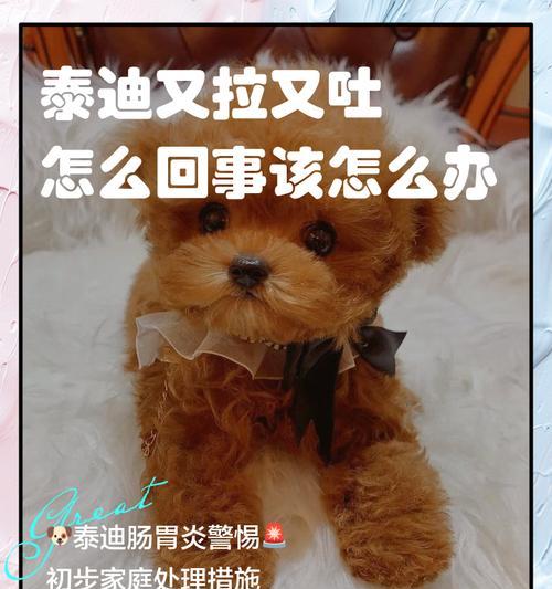 泰迪的日常饮食管理（如何根据泰迪个体进行适当调整）