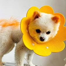 狗狗得皮肤病把自己皮肤挠烂了怎么办?