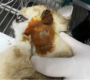 猫咪皮肤病结痂能抠掉吗?