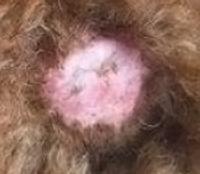 狗狗皮肤病抹什么药效果最好?