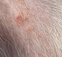 狗狗皮肤病抹什么药效果最好?