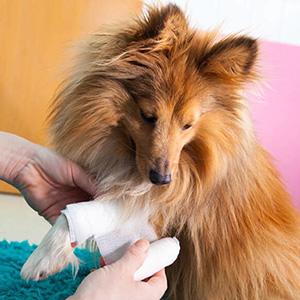 狗狗得皮肤病把自己皮肤挠烂了怎么办?