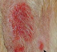 狗狗皮肤病抹什么药效果最好?