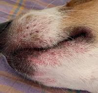 狗狗皮肤病抹什么药效果最好?