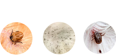 狗狗皮肤病抹什么药效果最好?