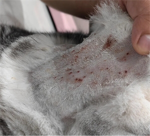 猫咪身上起红疙瘩但不是猫癣