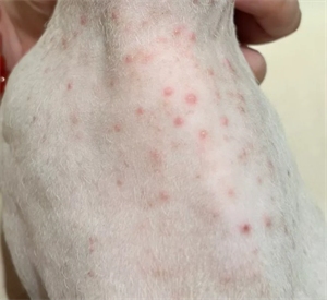 猫咪身上起红疙瘩