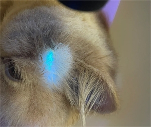 猫癣怎么诊断？