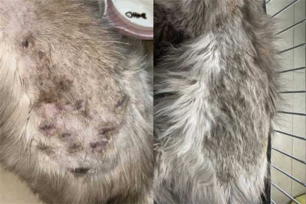 猫身上长癣用什么药管用?