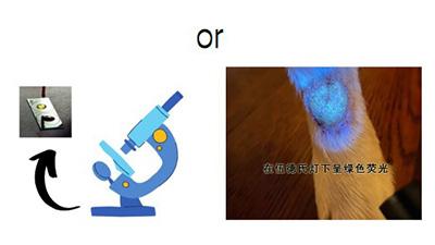 金毛得了真菌性皮肤病?不妨试试这个方法