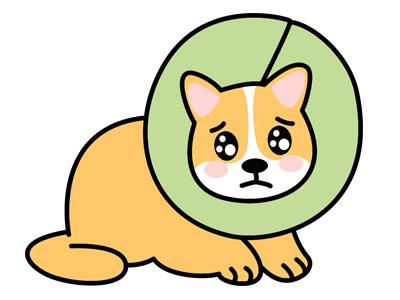 金毛得了真菌性皮肤病?不妨试试这个方法