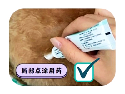 金毛得了真菌性皮肤病?不妨试试这个方法