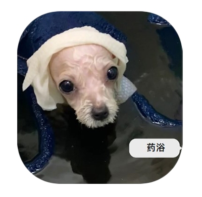 金毛得了真菌性皮肤病?不妨试试这个方法