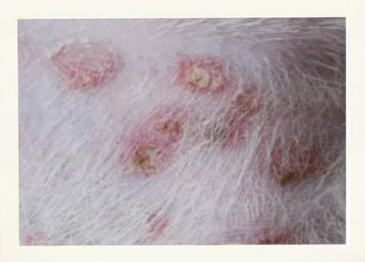 狗狗皮肤病挠破流脓了用什么药?