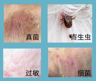 狗狗毛发掉落,皮肤泛红?一文揭秘背后原因