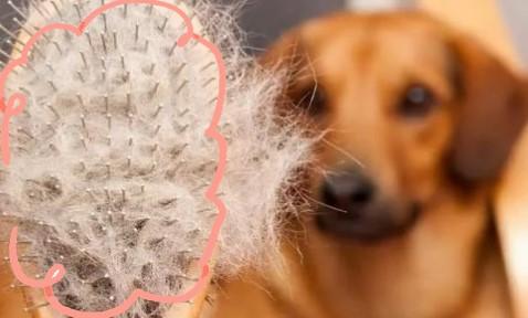 狗狗毛发掉落,皮肤泛红?一文揭秘背后原因