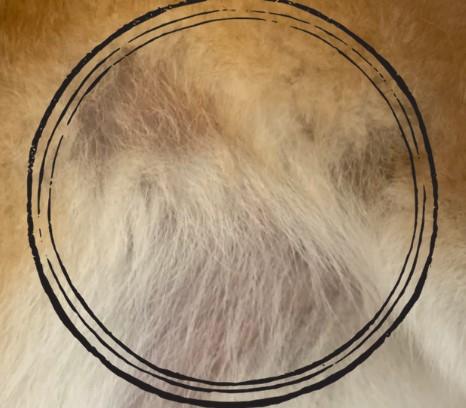 狗狗毛发掉落,皮肤泛红?一文揭秘背后原因