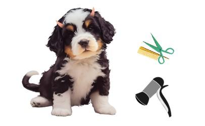 狗狗毛发掉落,皮肤泛红?一文揭秘背后原因