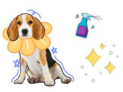 狗狗身上出现带脓点的疙瘩？再不重视起来狗狗可能会烂肉