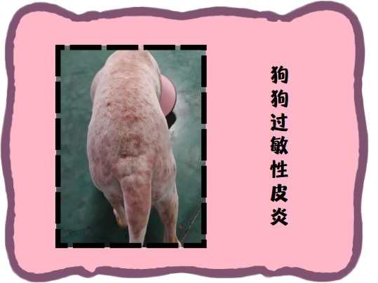 狗狗没有皮肤病为什么频繁挠痒？