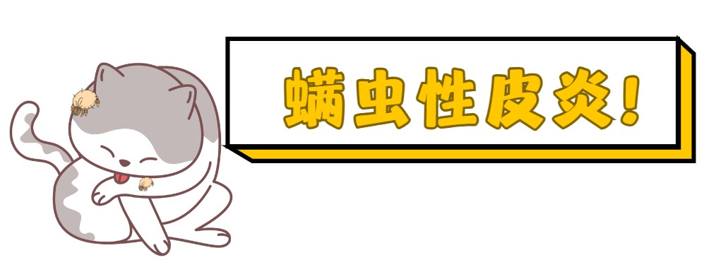 猫咪螨虫性皮炎