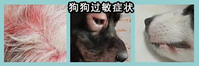 揭秘!狗狗过敏时的最佳食物清单