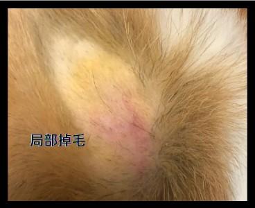 当爱宠遭遇脱毛困扰:科学选药,轻松应对
