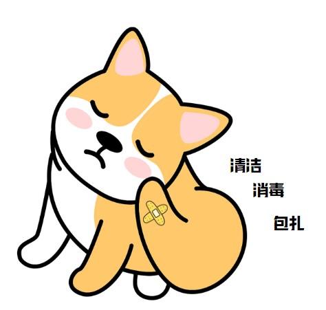 当爱宠遭遇脱毛困扰:科学选药,轻松应对