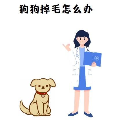 当爱宠遭遇脱毛困扰:科学选药,轻松应对