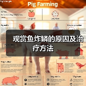 观赏鱼炸鳞的原因及治疗方法(图1) 观赏鱼炸鳞的原因及治疗方法(图1)