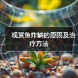 观赏鱼炸鳞的原因及治疗方法(图3) 观赏鱼炸鳞的原因及治疗方法(图3)