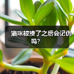 猫咪被揍了之后会记仇吗?(图3) 猫咪被揍了之后会记仇吗?(图3)