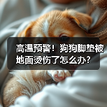 高温预警!狗狗脚垫被地面烫伤了怎么办?(图2) 高温预警!狗狗脚垫被地面烫伤了怎么办?(图2)