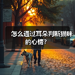怎么通过耳朵判断猫咪的心情?(图3) 怎么通过耳朵判断猫咪的心情?(图3)