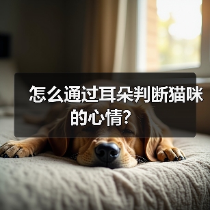 怎么通过耳朵判断猫咪的心情?(图1) 怎么通过耳朵判断猫咪的心情?(图1)