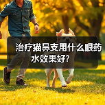 治疗猫鼻支用什么眼药水效果好?(图1) 治疗猫鼻支用什么眼药水效果好?(图1)