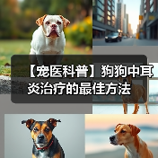 【宠医科普】狗狗中耳炎治疗的最佳方法(图3) 【宠医科普】狗狗中耳炎治疗的最佳方法(图3)