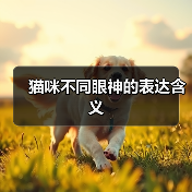 猫咪不同眼神的表达含义(图1) 猫咪不同眼神的表达含义(图1)