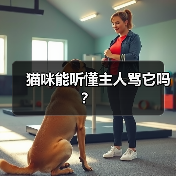 猫咪能听懂主人骂它吗?(图3) 猫咪能听懂主人骂它吗?(图3)