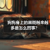 狗狗身上的黑斑越来越多是怎么回事?(图4) 狗狗身上的黑斑越来越多是怎么回事?(图4)