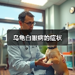 乌龟白眼病的症状(图1) 乌龟白眼病的症状(图1)