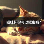 猫咪怀孕可以驱虫吗?(图1) 猫咪怀孕可以驱虫吗?(图1)