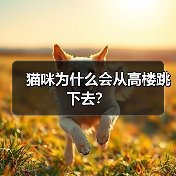 猫咪为什么会从高楼跳下去?(图4) 猫咪为什么会从高楼跳下去?(图4)